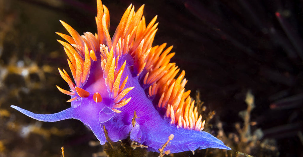 Nudibranchs - How did they get their name?