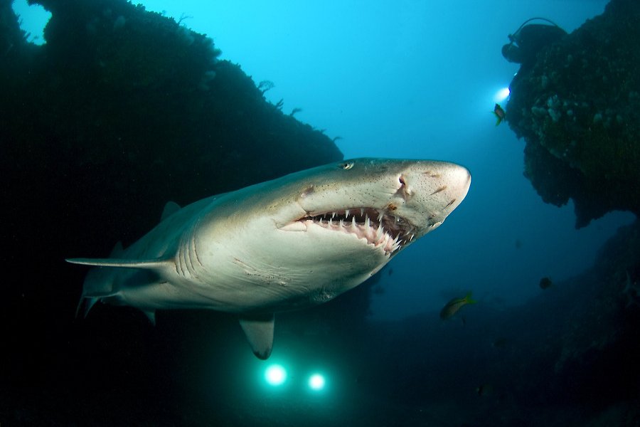 Top Dive Sites in South Africa - You just can't beat it! Sharks & much more...