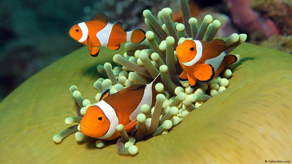 Discovering the Colourful World of Clownfish: From their Scientific Name to the Secrets of their Fascinating Reproductive Behavior"