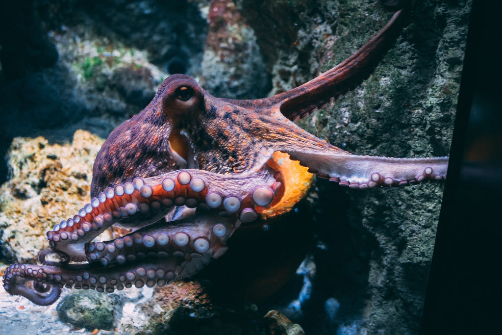 Uncovering the Mysterious Life of Octopuses: Their Brains, Versatility, Diet, and Unique Species