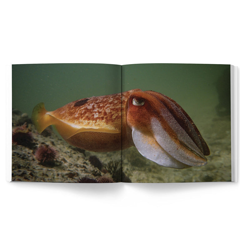 Fish Books - Sea Change – Return To The Wild (My Octopus Teacher)