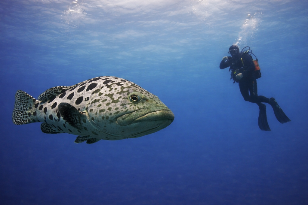 Aliwal Shoal Tours | SCUBA.co.za